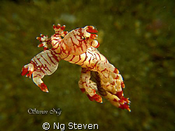 Free swimming nudi. Taken with A640, single macro lens wi... by Ng Steven 